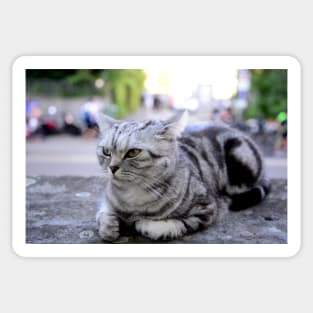 sphinx cat / Swiss Artwork Photography Sticker